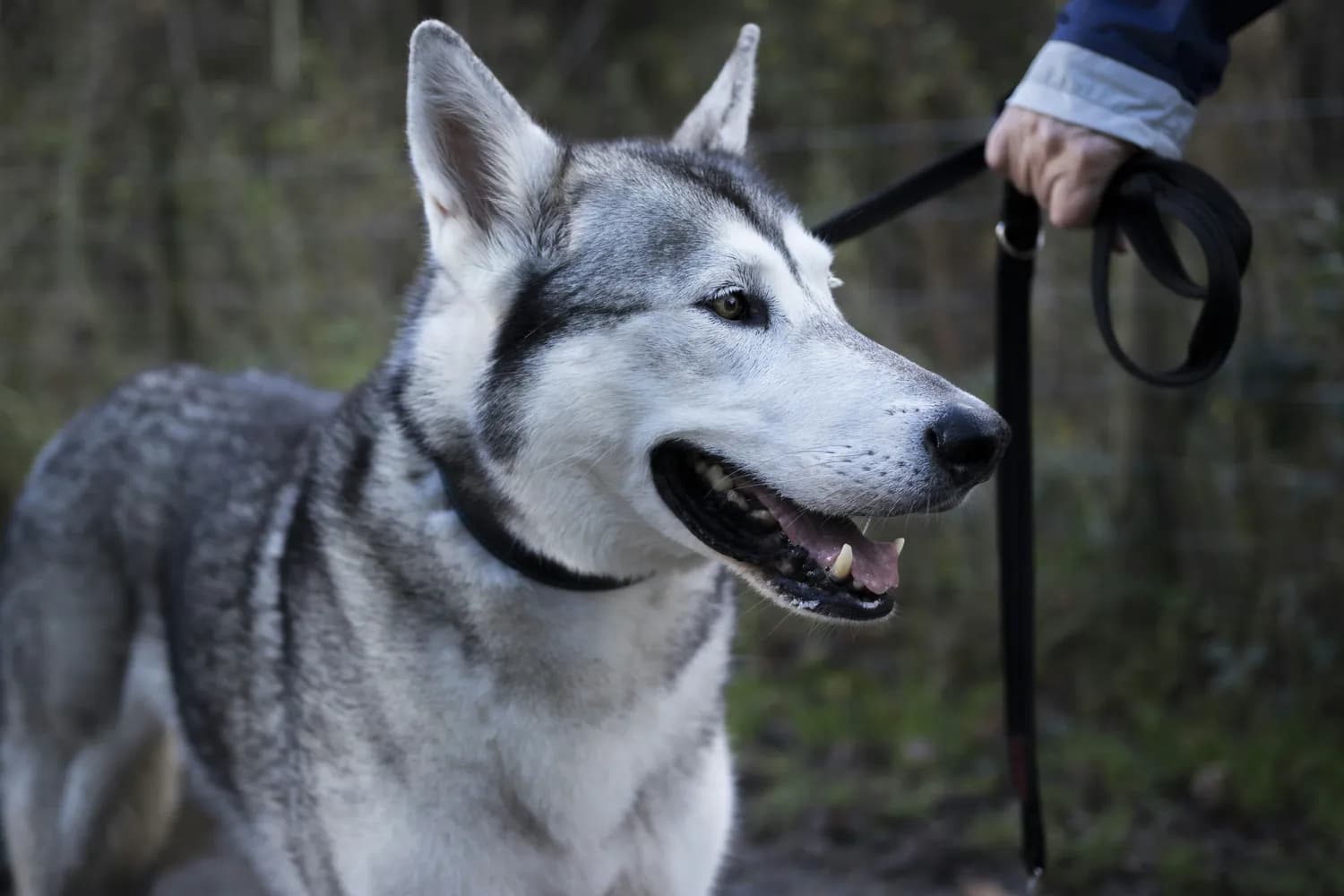 训犬师教你如何训练哈士奇拉车