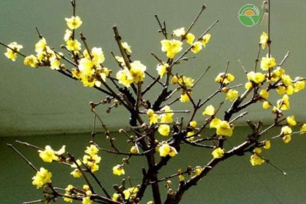 腊梅几月发芽？几月开花？