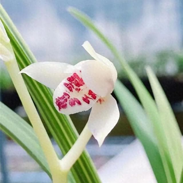 建兰养护指南：花期、问题排查与室内外放置的艺术