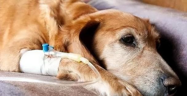 幼犬疫苗接种指南：时间表与注意事项全解析