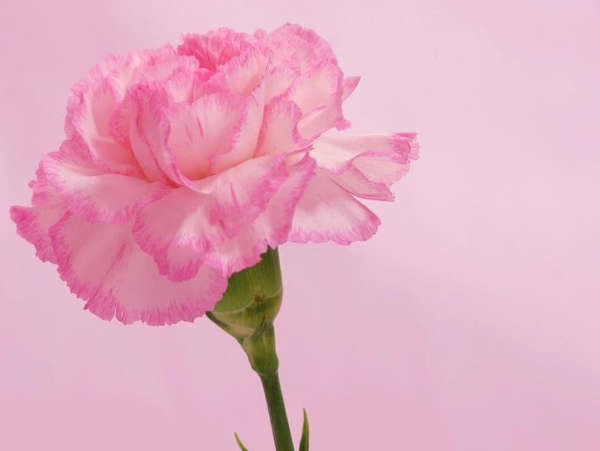 康乃馨的花语与寓意：不同颜色的深层含义