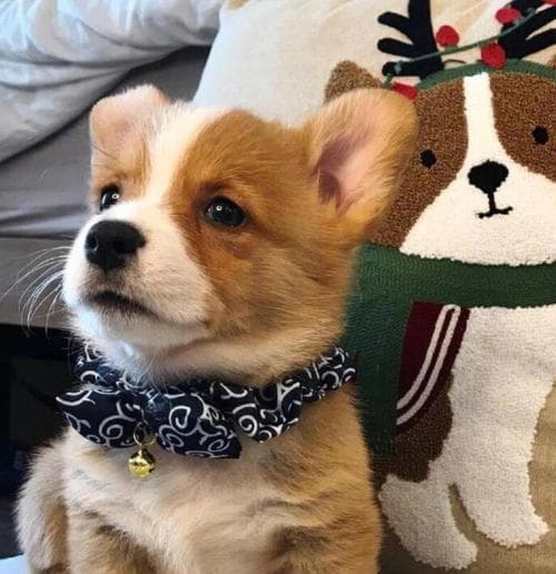养柯基犬六大知识你必须了解（不懂这六点，等于白养！）