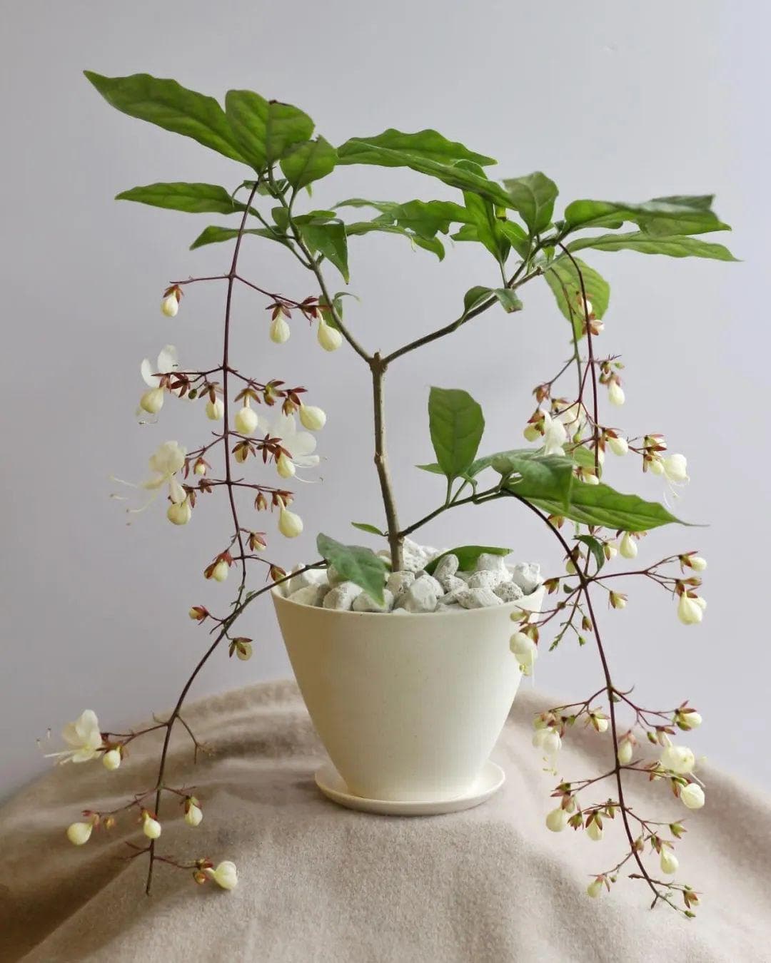 垂丝茉莉叶子发黑什么原因