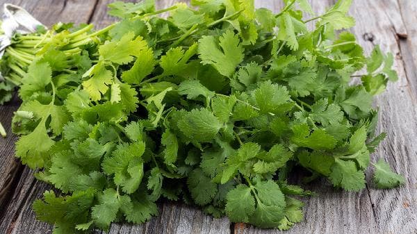 香菜是发物吗？这些食用禁忌需谨记