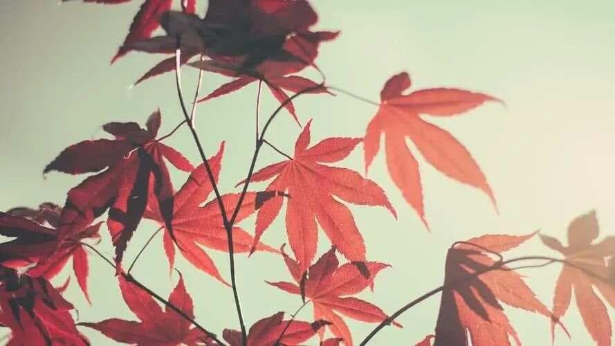 品读八字箴言：身如芥子，心藏须弥
