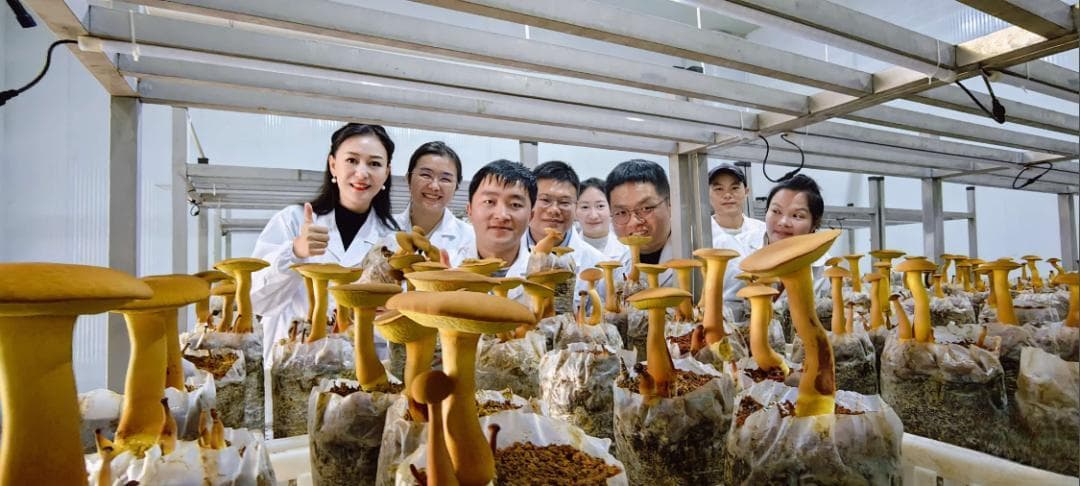 人人都爱的“见手青”，有望一年四季都能吃上