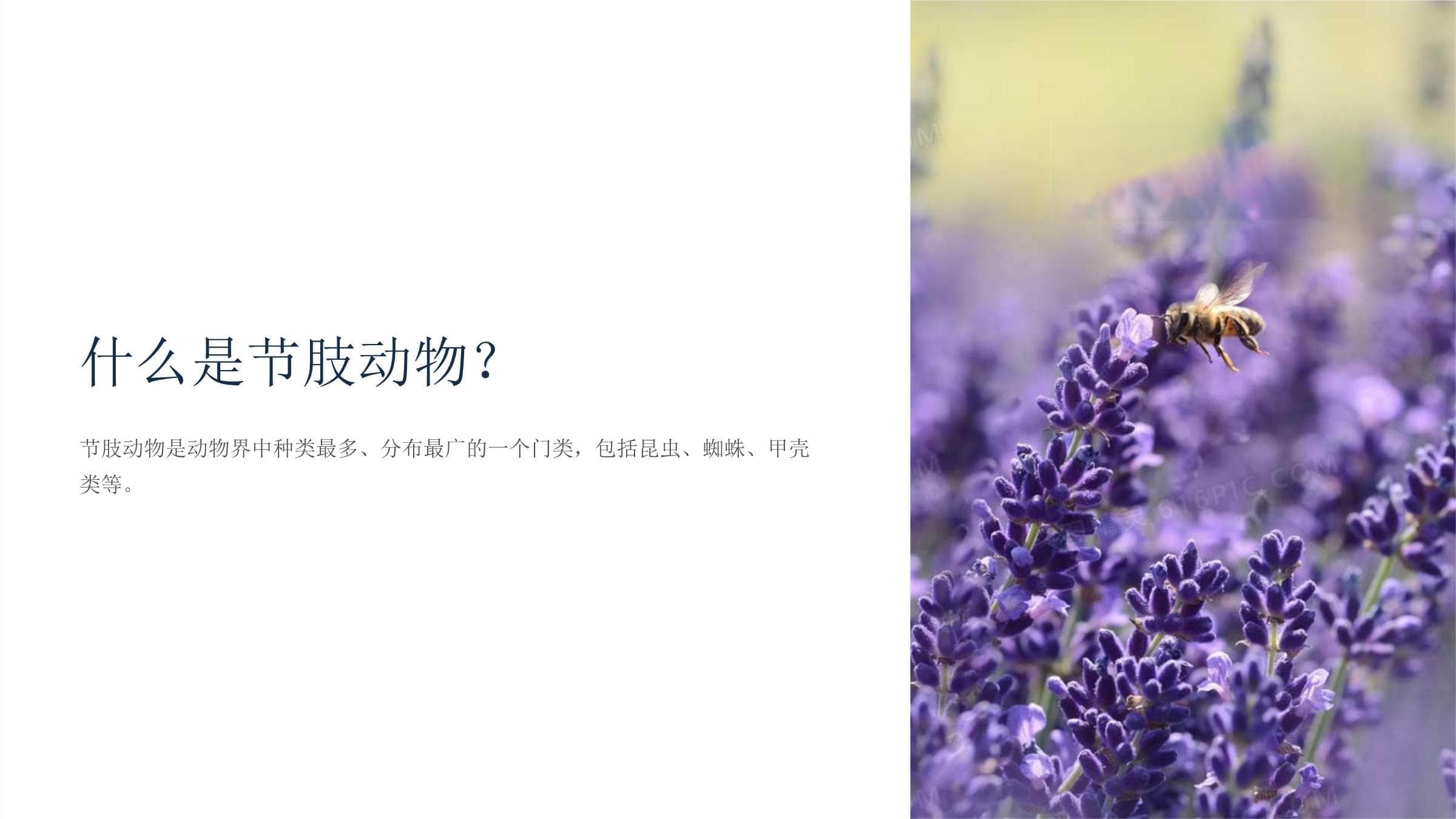 节肢动物的特征与适应性：课件概述