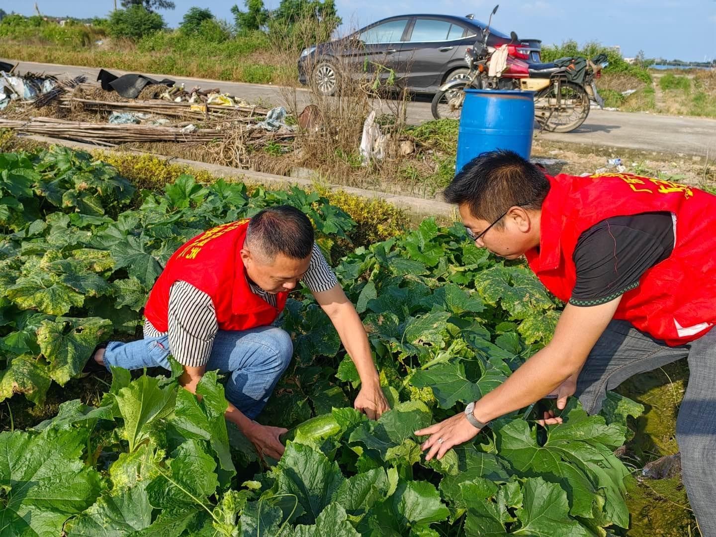 “一盘棋”推进农技服务，广东有这些“妙招”