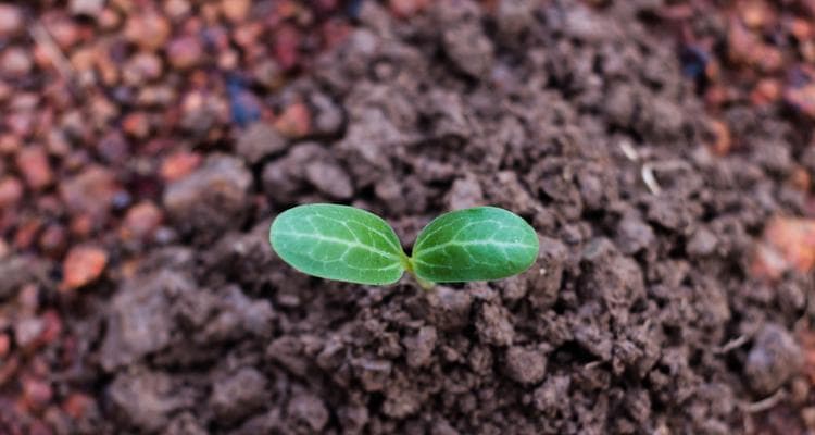 植物是如何自行生长的？生长过程中需要哪些条件？