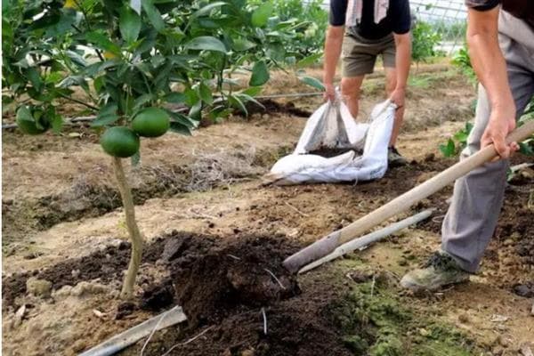 如何种植桔子树，翻松土地后再栽苗并压实土壤