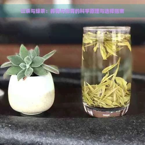 红茶与绿茶：养胃与伤胃的科学原理与选择指南