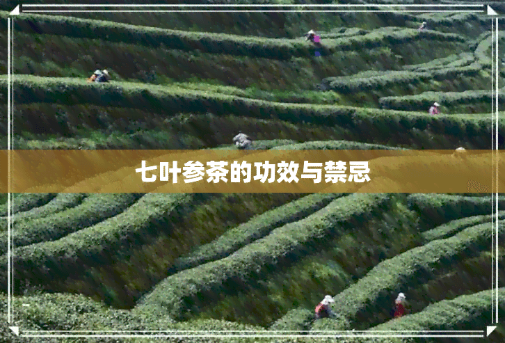 七叶参茶的功效与禁忌：全面解析这款传统保健饮品