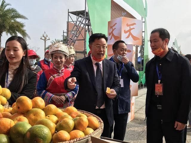 探访化州橘红之乡：橘香四溢的茂名，品味八仙果的清凉润喉之旅