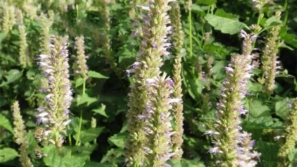 藿香种植条件详解：从土壤到收获的全方位指南