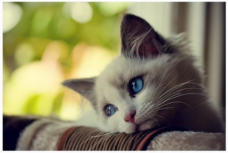猫咪临终前的征兆：这些行为一旦出现，主人要有所察觉