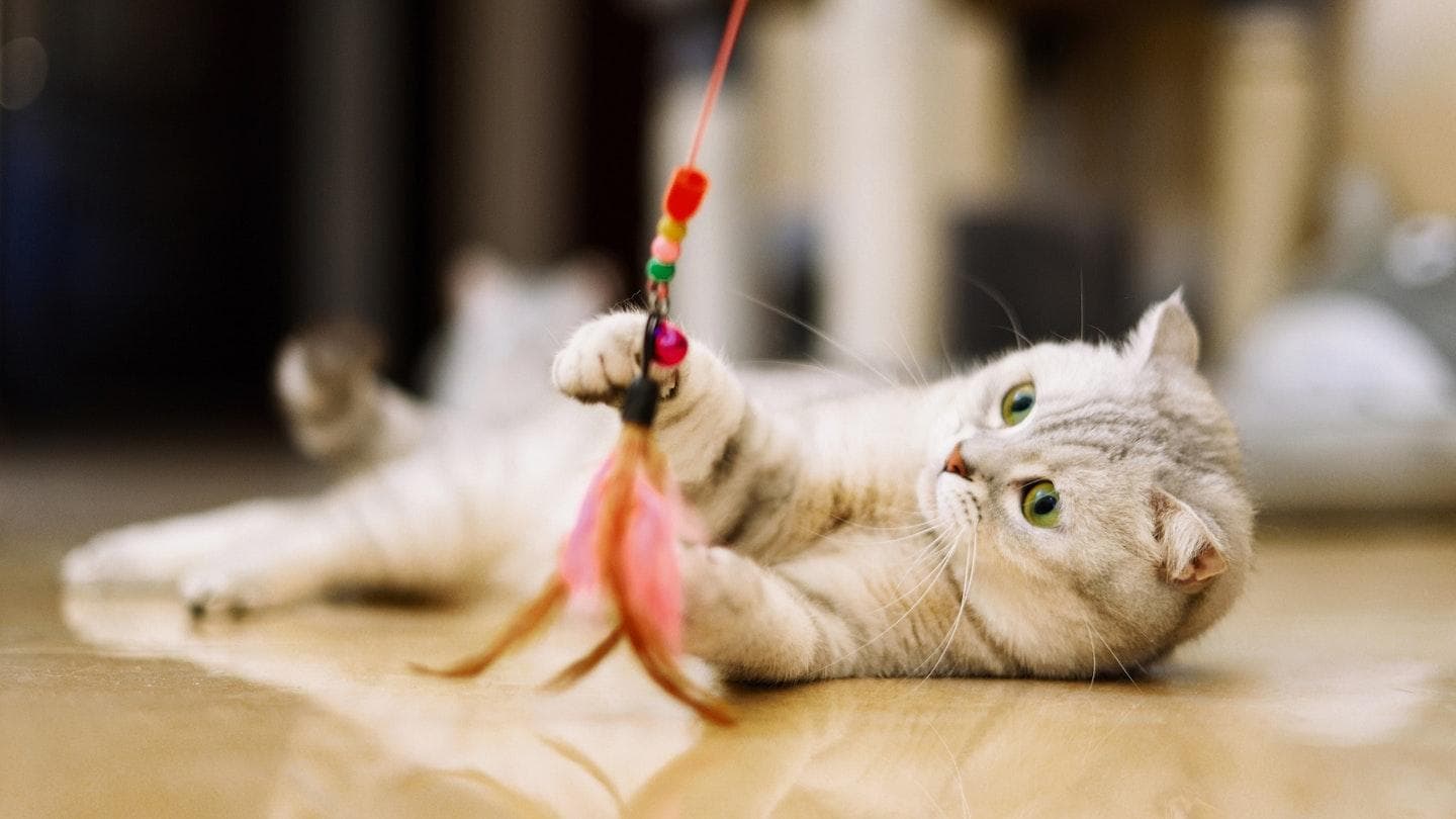 如何挑选最适合猫咪的玩具