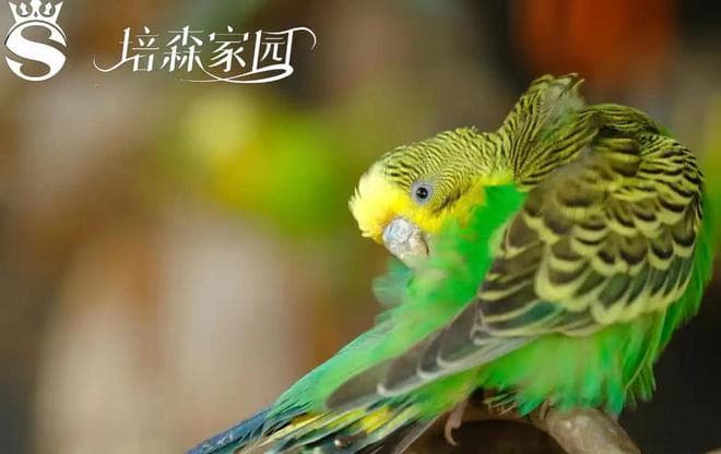 鹦鹉应激反应处理指南：从识别到预防的全方位应对方案