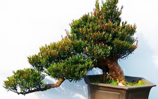 小叶赤楠养护全攻略：从盆土选择到叶子变红的原因解析