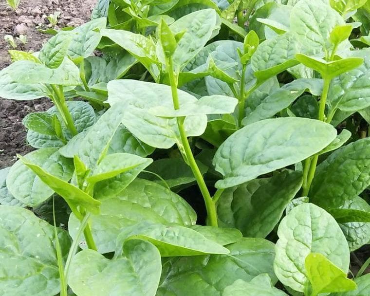 木耳菜种植技巧：从选种到收获的全方位指南