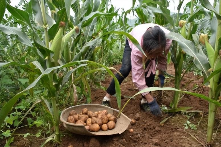 土豆贮藏加工中的品质变化与控制方法