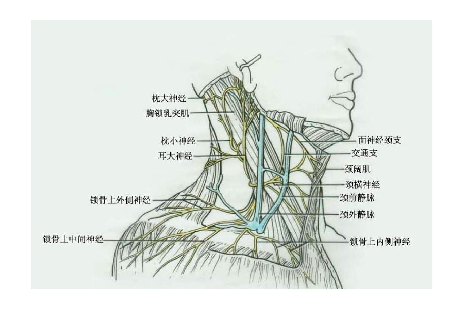 颈丛神经解剖图