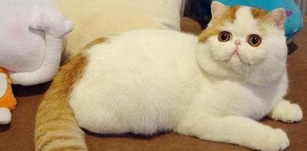 从根本上解决猫咪肠胃炎，选择合适的猫粮很重要