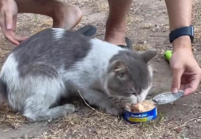 猫咪生病后遭主人遗弃，被小哥救助后多次绝境逢生，结局暖心感人