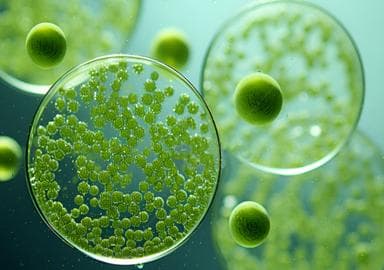 新疆荒漠化治理迎来新突破：绿藻固土技术引领沙化土地治理新风向