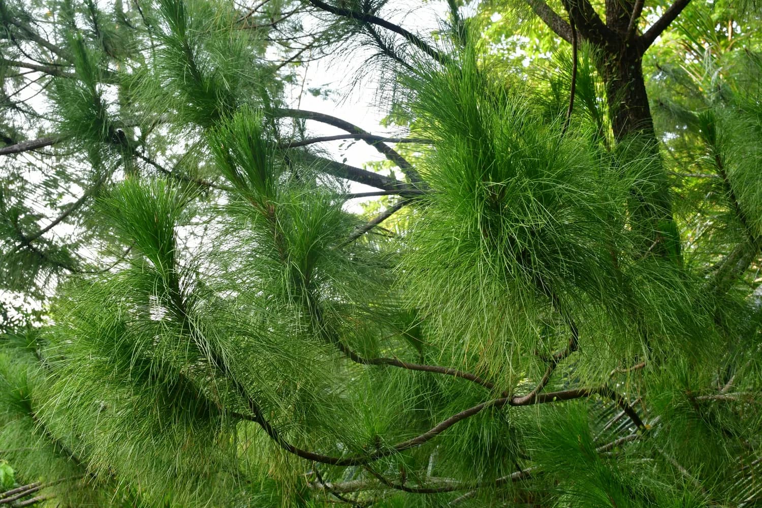 秋冬家居风水：龙须树摆放指南