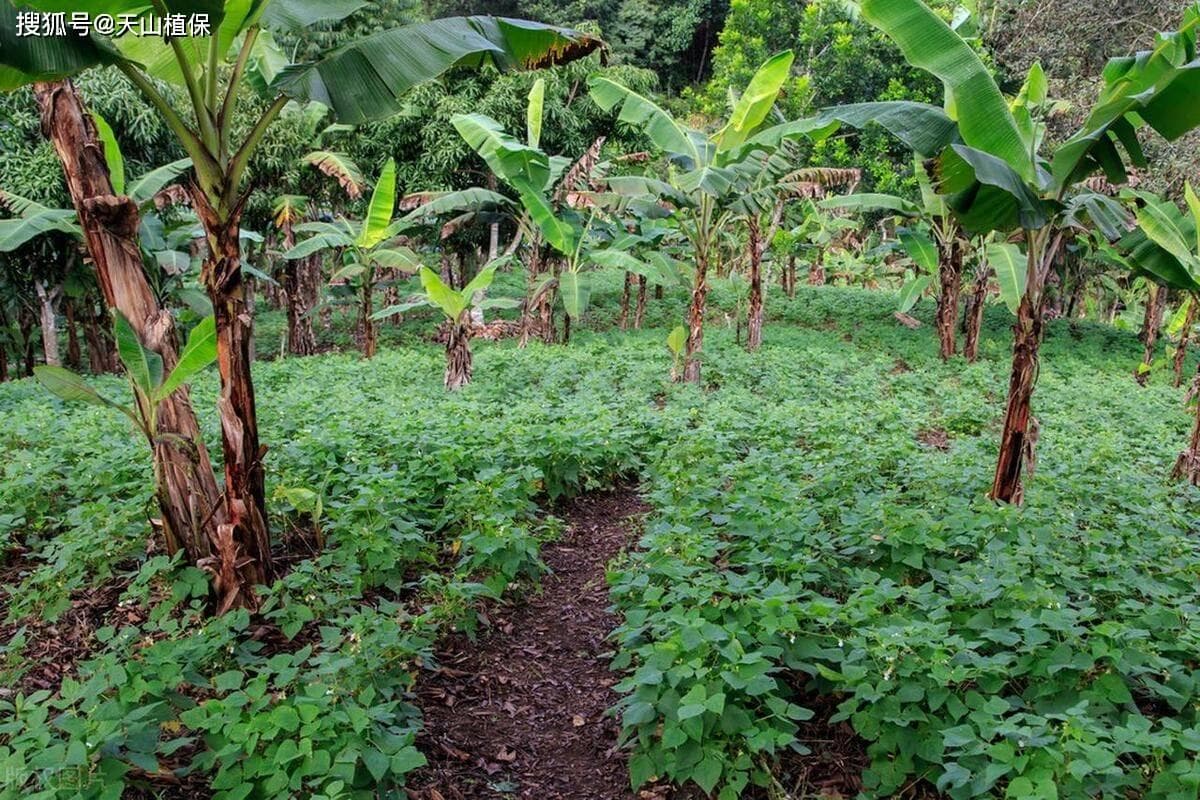 黑豆种植方法及种植时间详解