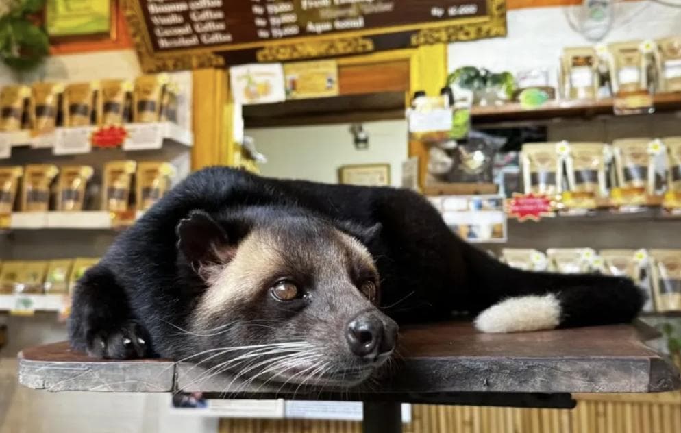 猫屎咖啡，真的有“屎”吗？