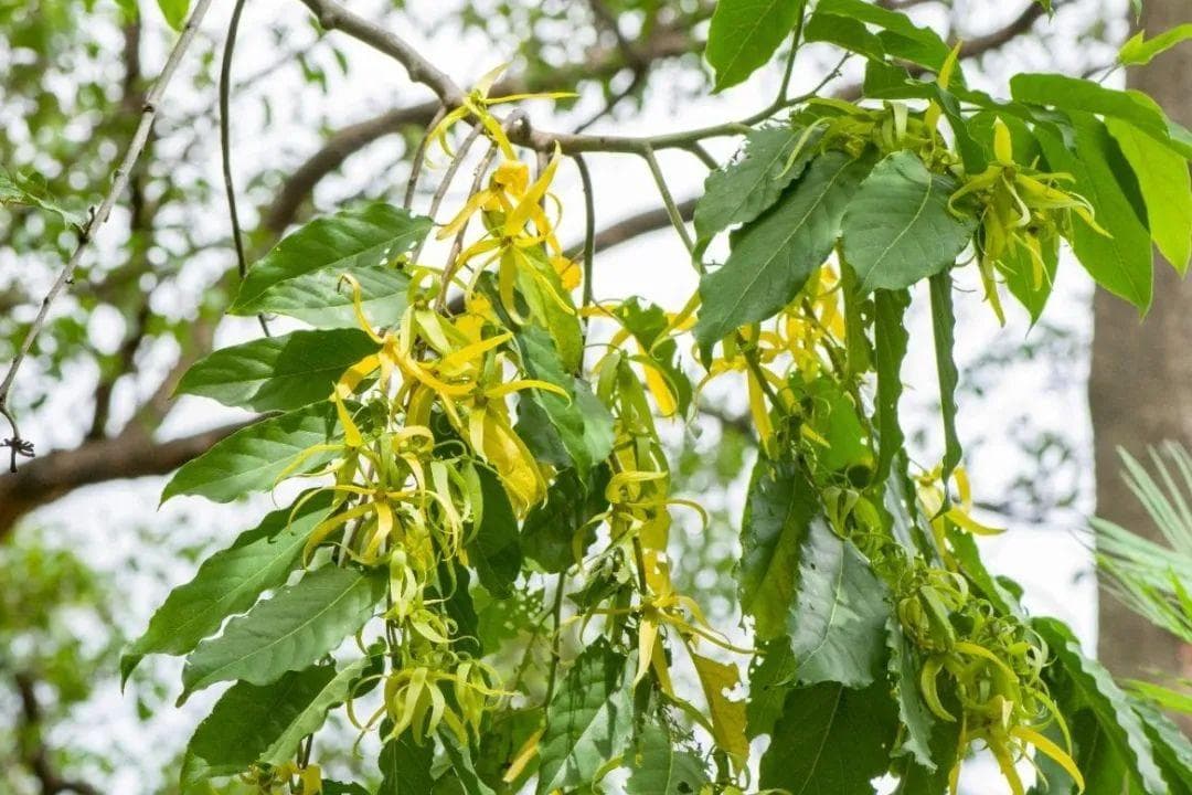 依兰：花香浓郁，能提炼高级香精油的香水树！