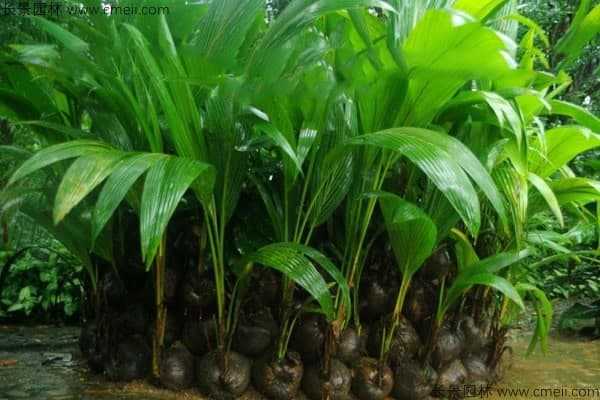 槟榔种植全攻略：最佳播种时间与关键种植技术详解