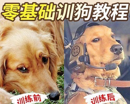 新手必读：15个实用幼犬训练方法