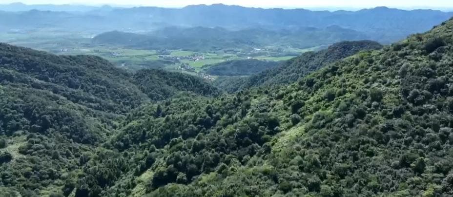 “广泛参与、共抓保护” 为鹿“开路”多方守护大自然精灵