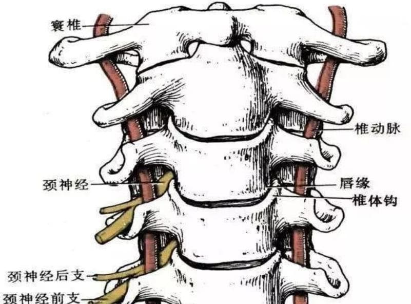 颈椎病：预防、诊断与治疗的全方位指南
