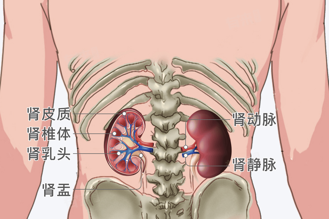 肾脏结构图