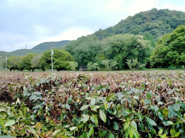 农业农村部发布2024年秋冬季茶树科学施肥指导意见