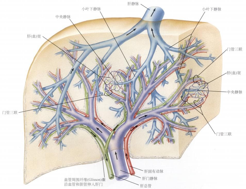 肝脏的解剖学基础
