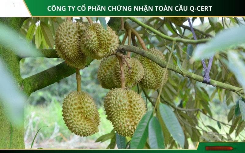 越南VietGAP种植榴莲的完整流程指南