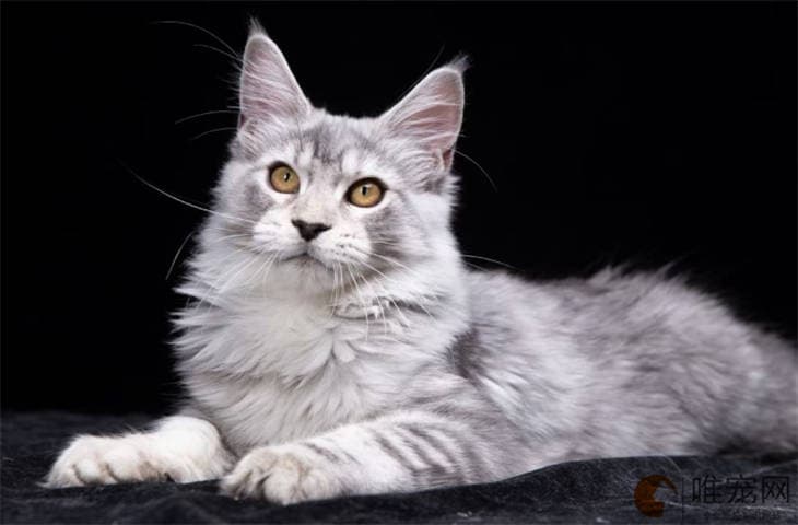 猫难产在家怎么自救
