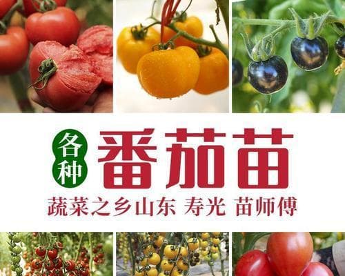 种植矮生小番茄的最佳时间和方法（全年都能种植，关键在于选择合适的气温和土壤质量）