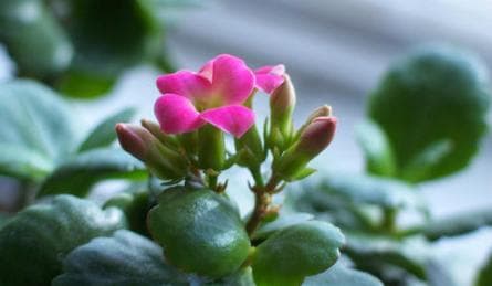 苏打水可以浇花吗？专家和网友这样说