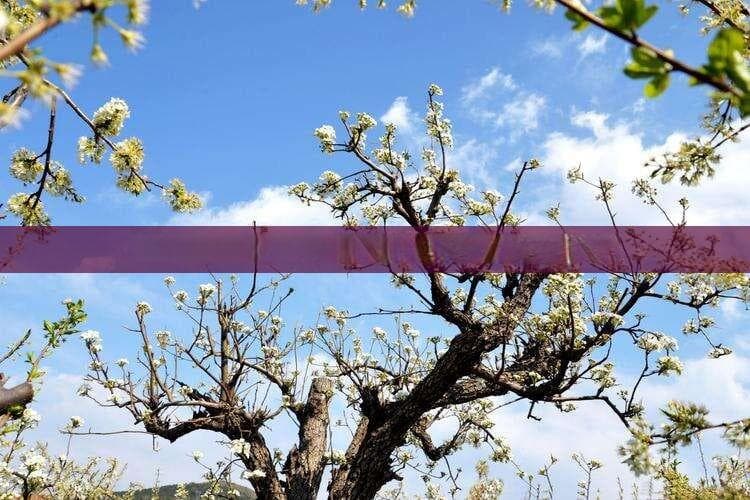 泸州到成都一日游攻略：行程规划、费用预算及景点推荐