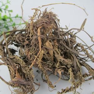 甘寒清热利尿，车前草在现代医学中的多重应用