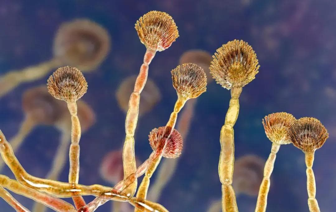 馒头放冰箱里安全吗？食物保存的科学指南