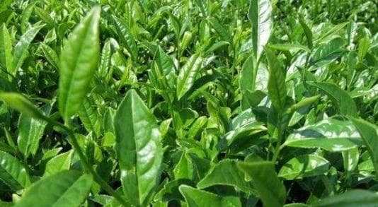 茶树怎么养？茶树养护有哪些技巧？