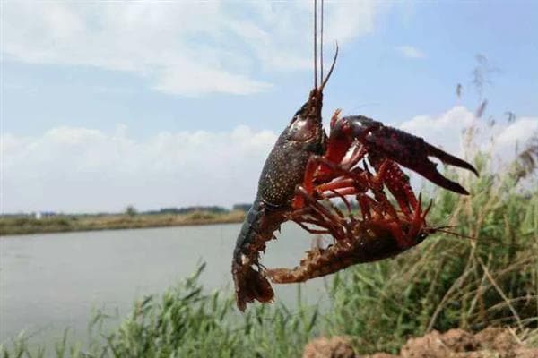 小龙虾养殖技术：饵料选择与养殖周期详解