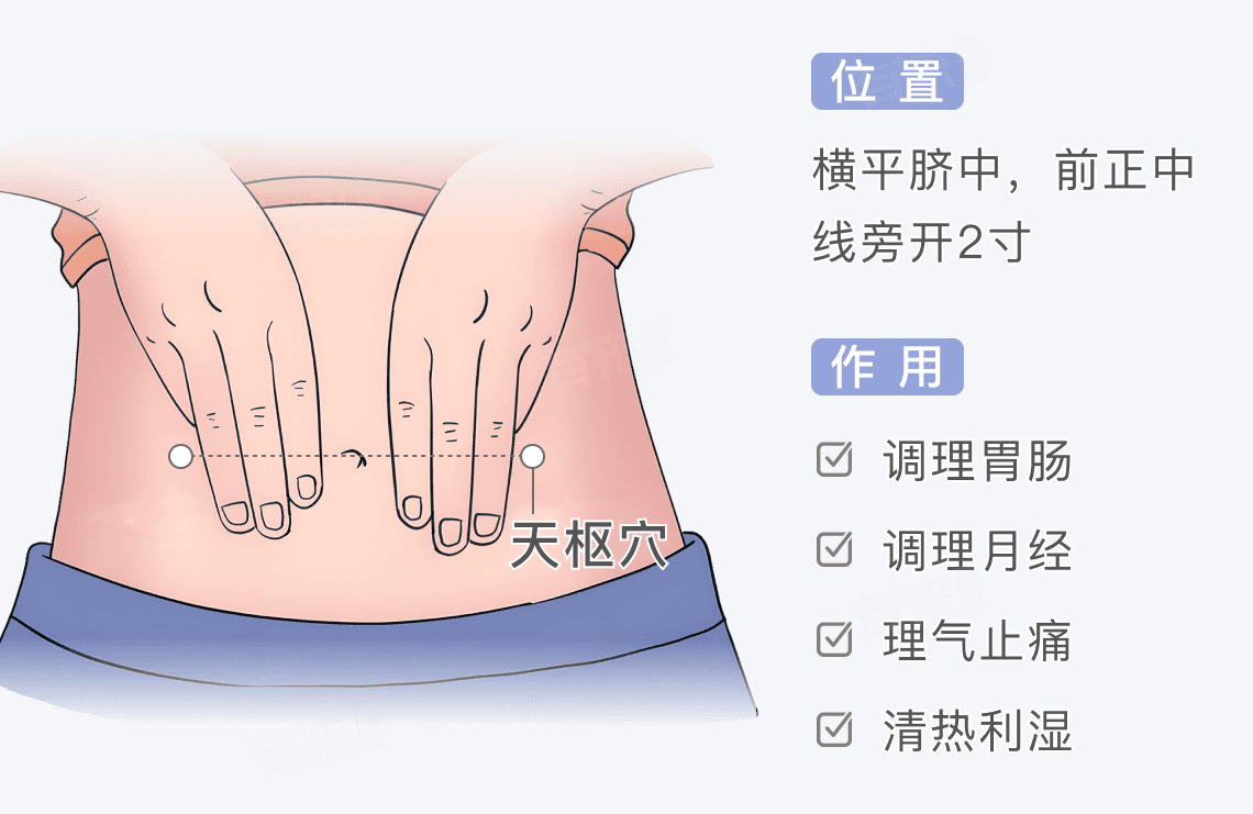 天枢穴正确位置图