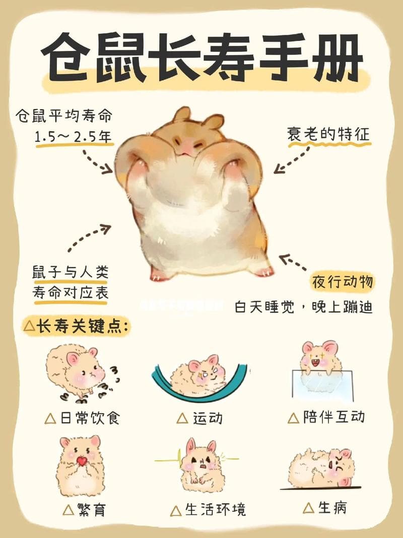 新手养仓鼠完全指南：从选购到日常护理的全方位指导